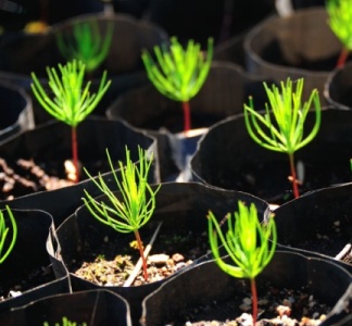 Illustration article : Production de sapins de Noël : de nouvelles règles à respecter !