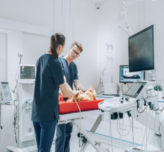 Illustration article : Vétérinaires : une délégation possible pour certains actes