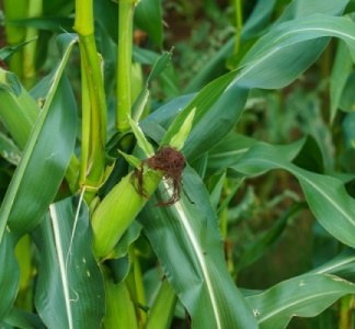 Illustration article : Production agricole : et si vous n’avez pas appliqué le bon taux de TVA ?