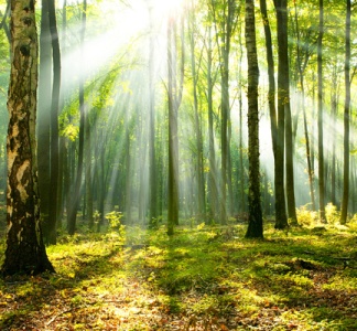 Illustration article : Investissement forestier : un nouveau crédit d’impôt