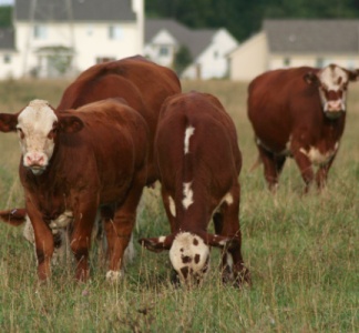 Illustration article : PLU et zonage agricole : vers la création d’un ordre de priorité ?