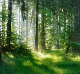 Illustration article : Production de semences forestières : une subvention possible