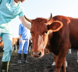 Illustration article : Agriculteurs : le dispositif d’indemnisation pour la MHE évolue