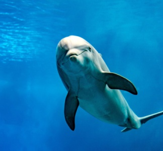 Illustration article : Golfe de Gascogne : le Gouvernement sommé d’agir !