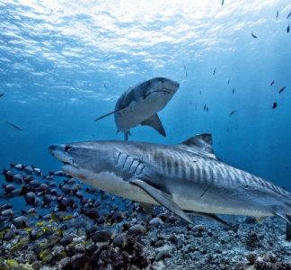 Illustration article : Association nationale de défense de l’environnement : pouvez-vous agir contre une décision locale ?