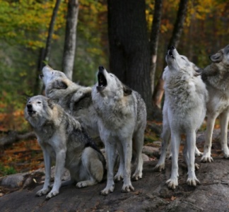 Illustration article : Plan loup : comment protéger les troupeaux ?