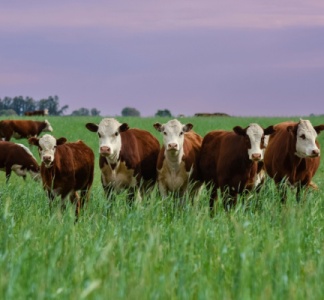 Illustration article : Foyers de MHE dans les élevages : quelle indemnisation ?