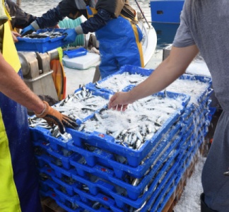 Illustration article : Quotas de pêche 2024 : quelle répartition ?