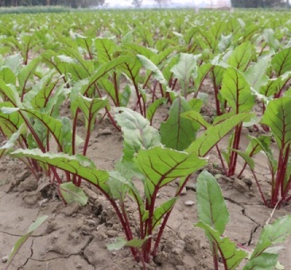 Illustration article : Producteurs de betteraves : ouverture du guichet d’aide financière