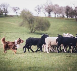 Illustration article : Attaques de loups, d’ours et de lynx : nouveauté sur l’indemnisation