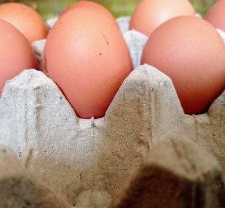 Illustration article : Commercialisation des œufs : un marquage brouillé ?