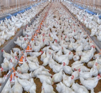 Illustration article : Infections à Salmonella : mise en place d’un programme national de lutte