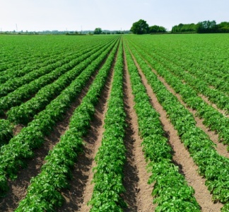 Illustration article : Résiliation d’un bail rural : un locataire trop peu actif ?