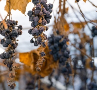 Illustration article : Vignes en friche : une sanction pour protéger les cultures