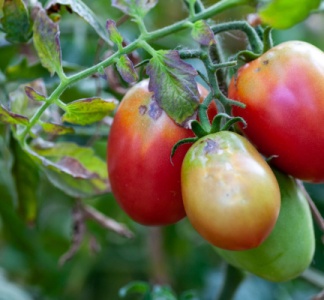 Illustration article : Virus de la tomate : un renforcement des mesures de protection