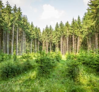 Illustration article : Renouvellement forestier : une aide financière sous conditions