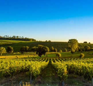 Illustration article : Crise de la filière vitivinicole : l’État propose des solutions