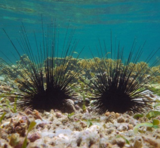 Illustration article : Oursins en mer méditerranée : un problème de raréfaction…