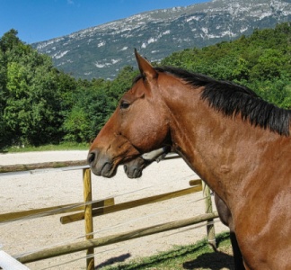 Illustration article : Centres équestres : TVA à 5,5 % ou à 20 % ?