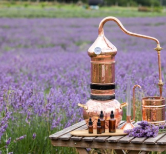 Illustration article : Dispositif d’aide exceptionnelle pour la lavande : une éclaircie ?