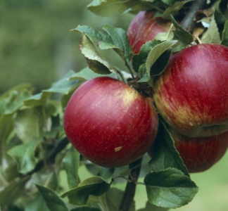 Illustration article : Arboriculture : vers une interdiction du captan ?