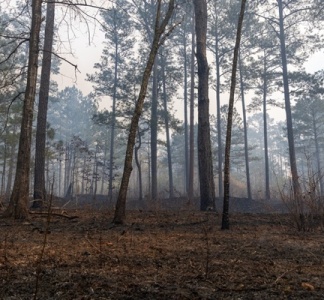 Illustration article : Aide au renouvellement forestier : un accès réglementé ?
