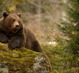 Illustration article : Effarouchement des ours bruns dans les Pyrénées : quelles règles ?