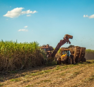 Illustration article : Planteurs de canne à sucre : une aide financière pour faire face aux surcoûts