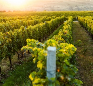 Illustration article : Entreprises viticoles : lancement du prêt bonifié