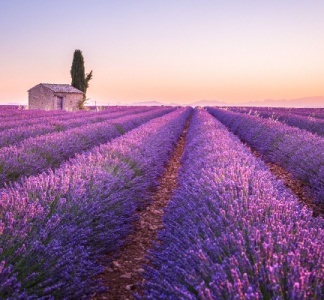 Illustration article : Dispositif d’aide exceptionnelle pour le secteur de la lavande : prolongé ?