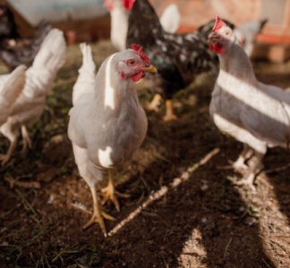 Illustration article : Grippe aviaire : le niveau de risque diminue…