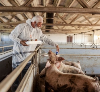 Illustration article : Tuberculose dans les élevages : évolution des mesures de contrôle