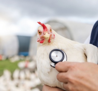 Illustration article : Grippe aviaire : un trou dans la trésorerie ?