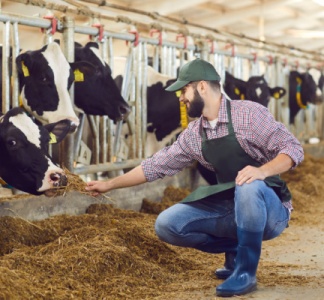 Illustration article : Agriculture : un plan pour l’élevage français