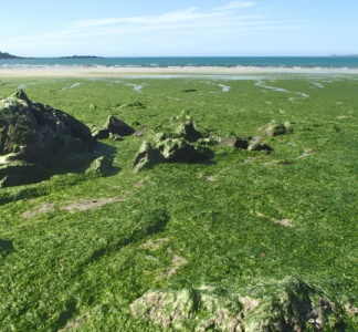 Illustration article : Agriculteurs : de nouvelles obligations pour lutter contre les marées vertes