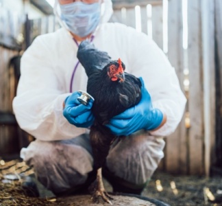 Illustration article : Grippe aviaire : une amélioration pour le printemps 2025 !